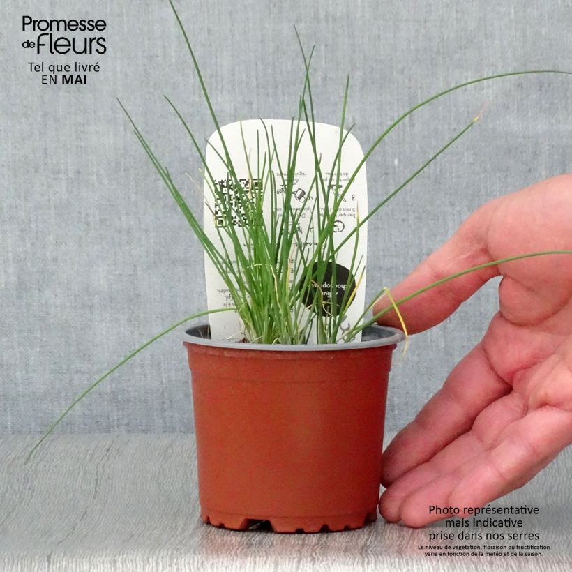 Exemplar von Schnittlauch Bio-Pflanzen Topf 10 cm/11cm wie im Frühjahr geliefert