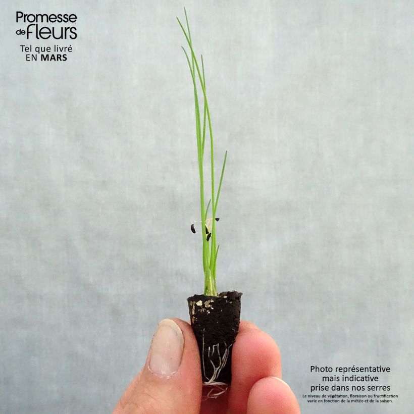 Exemplar von Schnittlauch Polyvert Bio-Pflanzen Mini-Plug Ø 1,5/2,5 cm wie im Frühjahr geliefert