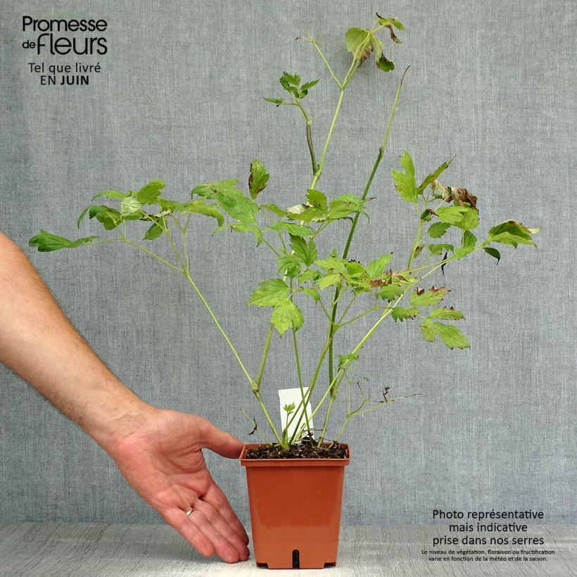 Exemplar von Actaea matsumurae White Pearl - Silberkerze Topf mit 1,5L/2L wie im Sommer geliefert