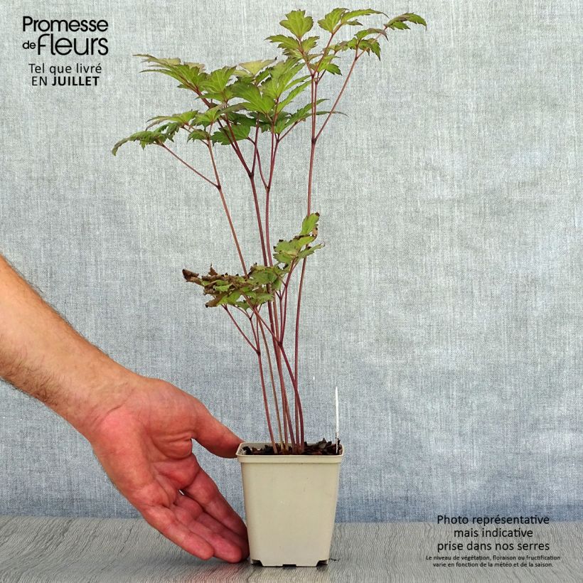 Exemplar von Actaea simplex Atropurpurea - Oktober-Silberkerze Kleine Töpfe von 8/9 cm wie im Sommer geliefert