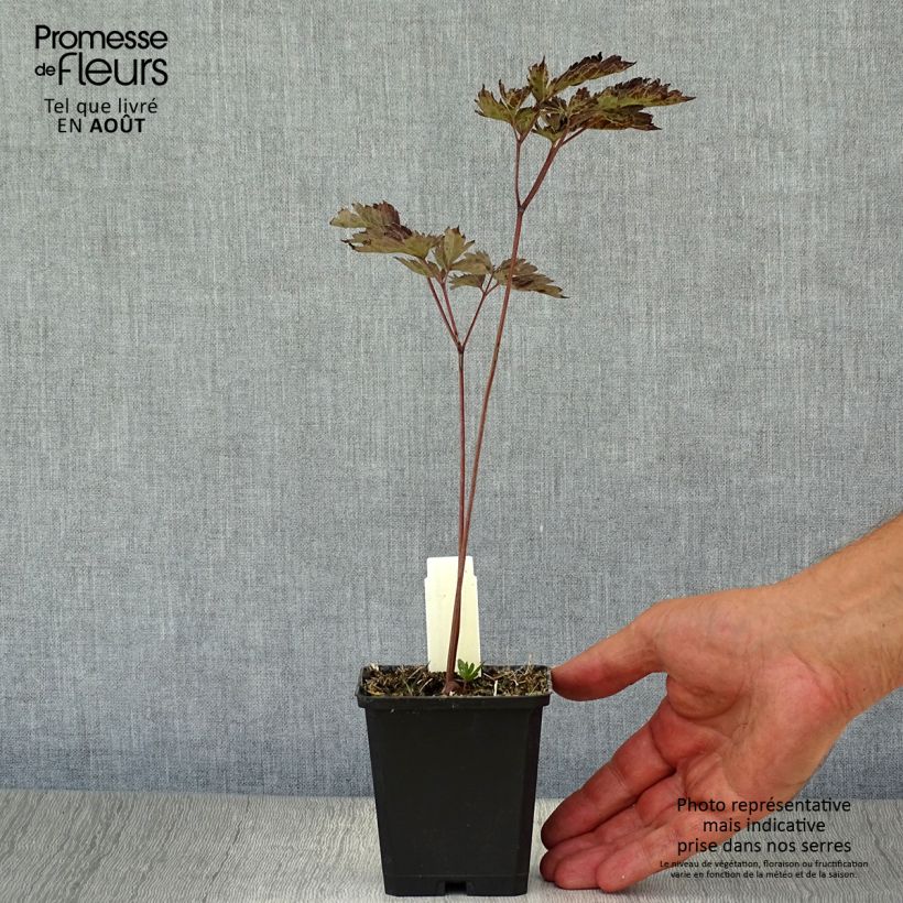 Exemplar von Actaea simplex Brunette - Oktober-Silberkerze Kleine Töpfe von 8/9 cm wie im Sommer geliefert