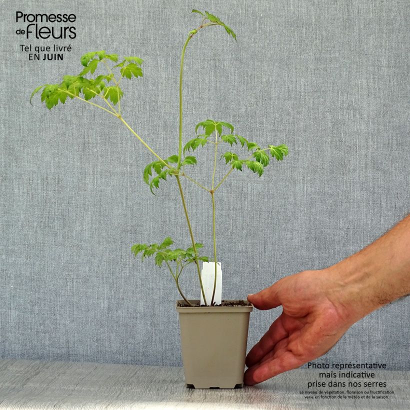 Exemplar von Actaea simplex Carbonella - Oktober-Silberkerze Kleine Töpfe von 8/9 cm wie im Sommer geliefert