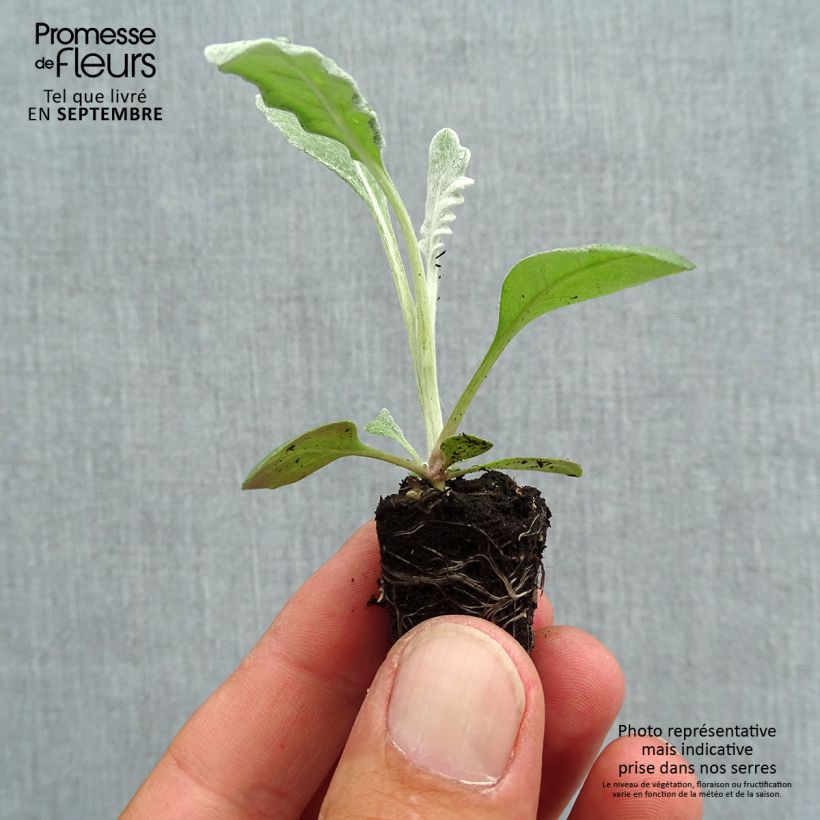 Exemplar von Senecio cineraria Silver Dust - Kreuzkraut Mini-Plug Ø 1,5/2,5 cm wie im Herbst geliefert