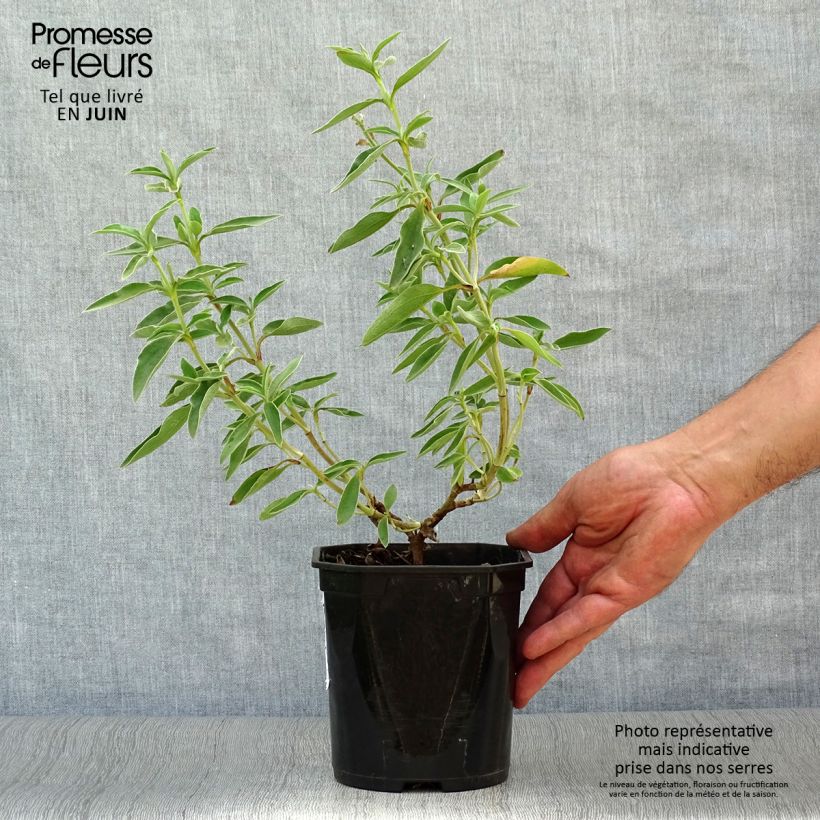 Exemplar von Zistrose Silver Pink - Cistus argenteus Topf mit 2L/3L wie im Sommer geliefert