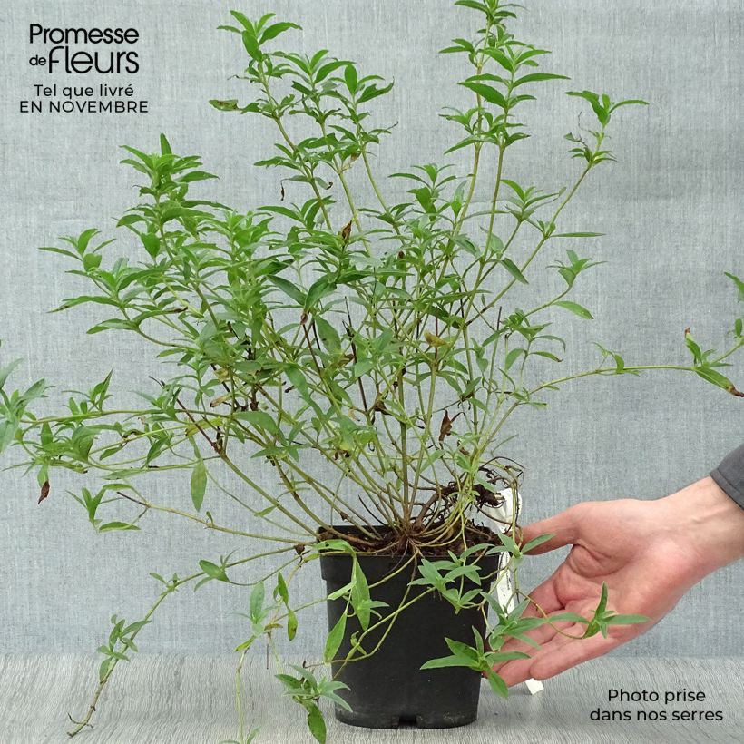 Exemplar von Zistrose Decumbens - Cistus lusitanicus Topf mit 2L/3L wie im Herbst geliefert