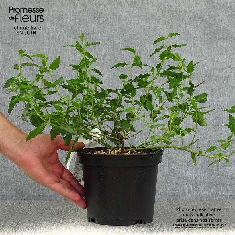 Exemplar von Felsen-Zistrose - Cistus corbariensis Topf mit 2L/3L wie im Sommer geliefert