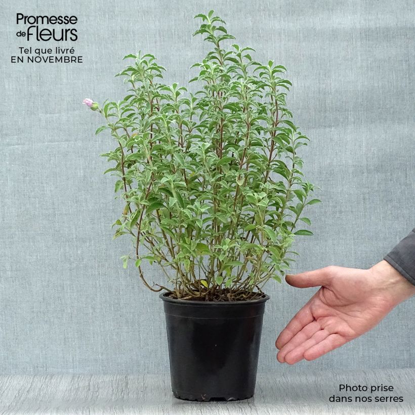 Exemplar von Kretische Zistrose - Cistus creticus Topf mit 3L/4L wie im Herbst geliefert