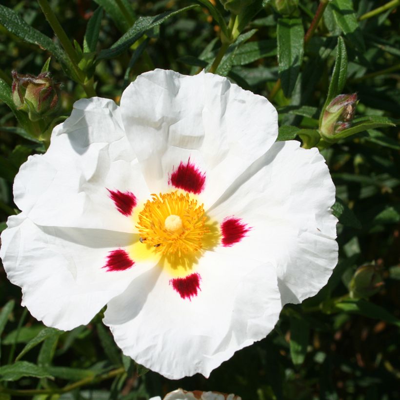 Zistrose Jenkyn Place - Cistus x dansereaui (Blüte)