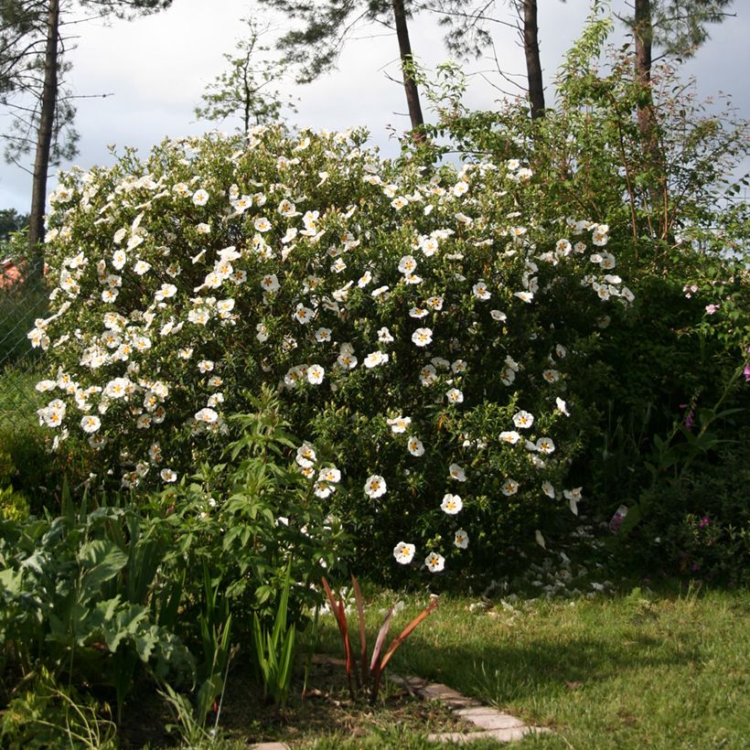 Zistrose Jenkyn Place - Cistus x dansereaui (Hafen)