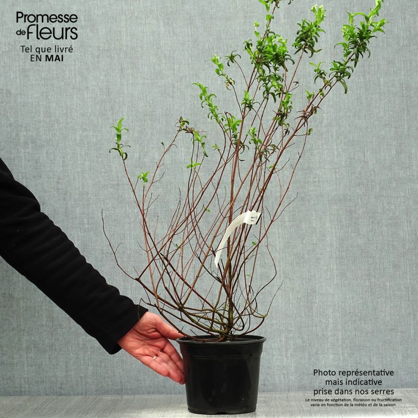 Exemplar von Montpellier-Zistrose - Cistus monspeliensis Topf mit 2L/3LGelieferte Höhe ca. 20/30cm wie im Frühjahr geliefert