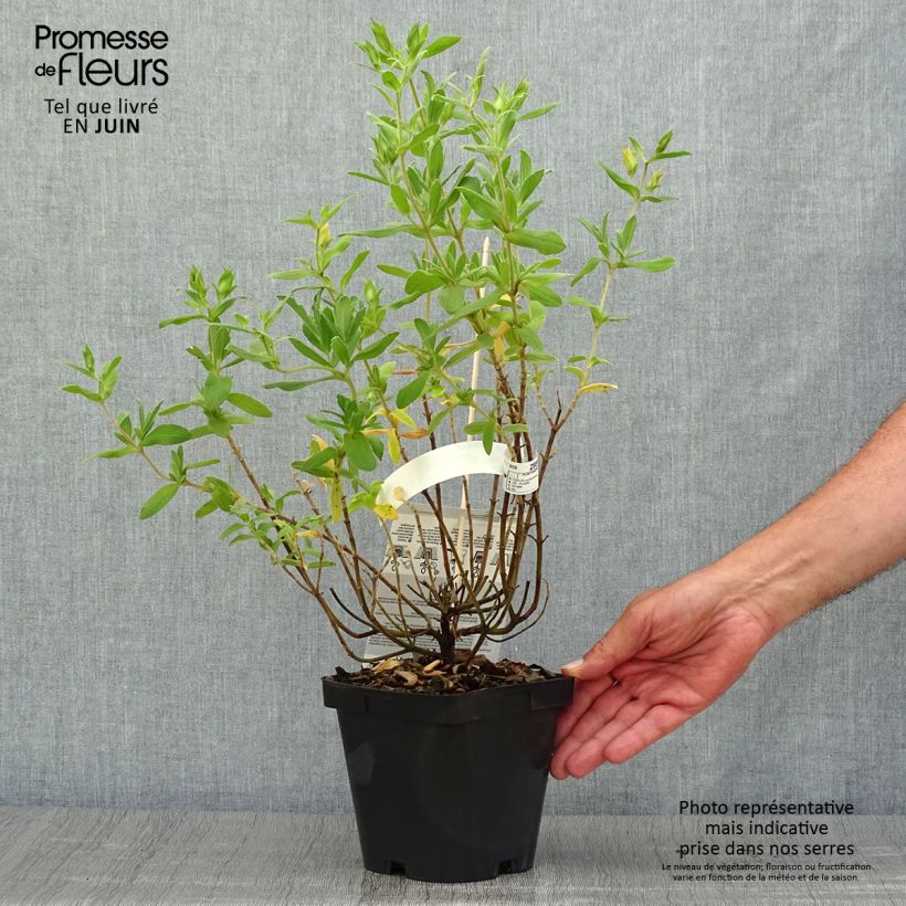 Exemplar von Cistus pulverulentus Sunset - Zistrose Topf mit 2L/3L wie im Sommer geliefert