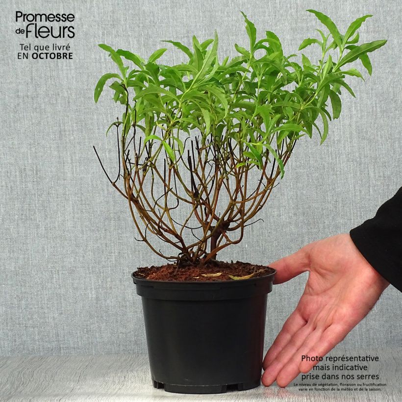 Exemplar von Zistrose Betty Taudevin - Cistus purpureus Topf mit 2L/3L wie im Herbst geliefert