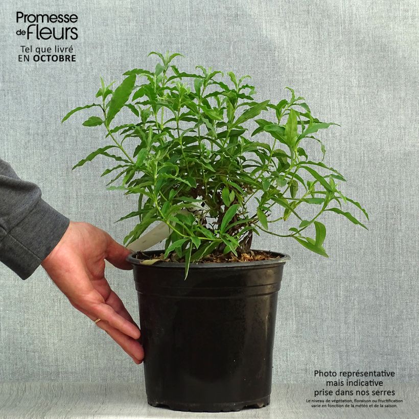 Exemplar von Purpur-Zistrose - Cistus purpureus Topf mit 4L/5L wie im Herbst geliefert