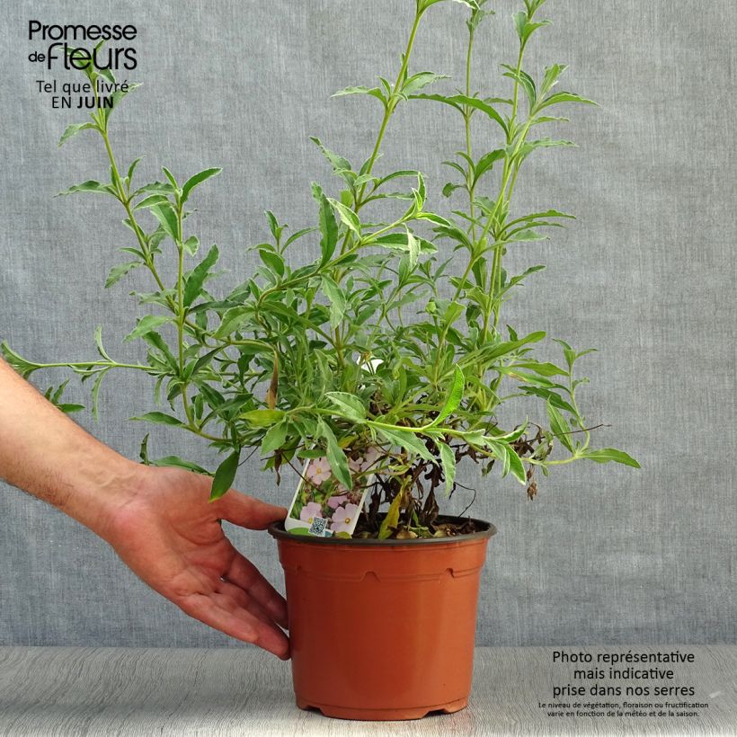 Exemplar von Rosa Zistrose - Cistus skanbergii Topf mit 2L/3L wie im Sommer geliefert