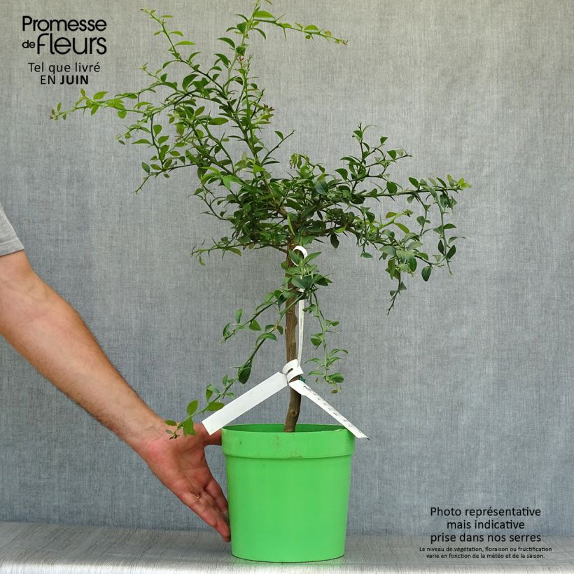 Exemplar von Fingerlimette - Microcitrus australasica Topf mit 4L/5L, 1/4 Stängel wie im Sommer geliefert