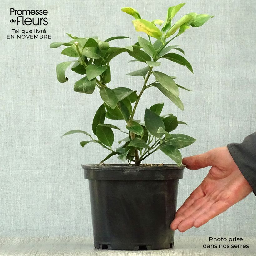 Exemplar von Echte Limette Mexicana - Citrus x aurantiifolia Topf mit 2L/3L wie im Herbst geliefert