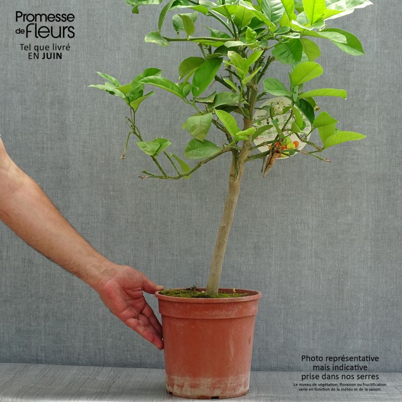 Exemplar von Hybride Zitrone Lipo - Citrus Topf mit 4L/5L, 1/4 Stängel wie im Sommer geliefert