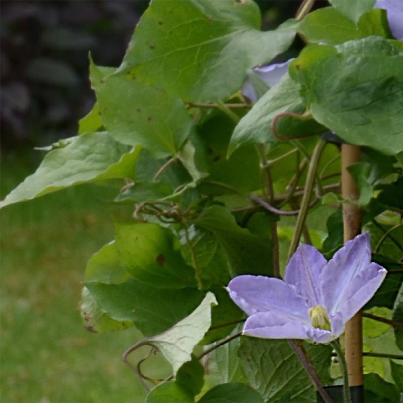 Waldrebe SUCCESS Lavender - Clematis (Laub)