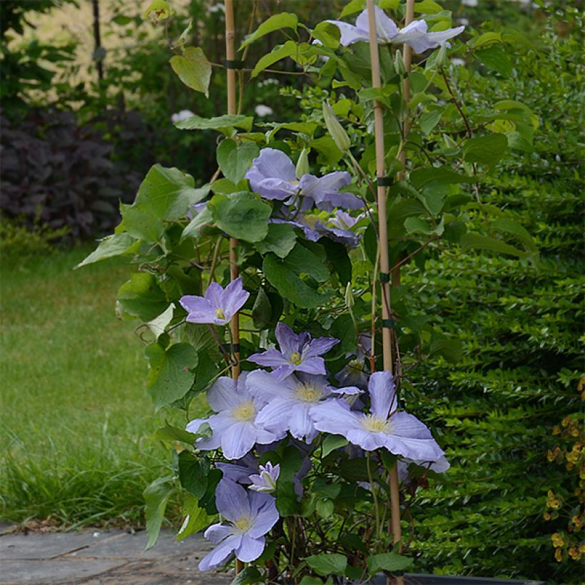 Waldrebe SUCCESS Lavender - Clematis (Hafen)