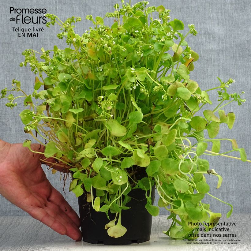 Exemplar von Claytonie - Claytonia perfoliata Topf mit 1,5L/2L wie im Frühjahr geliefert