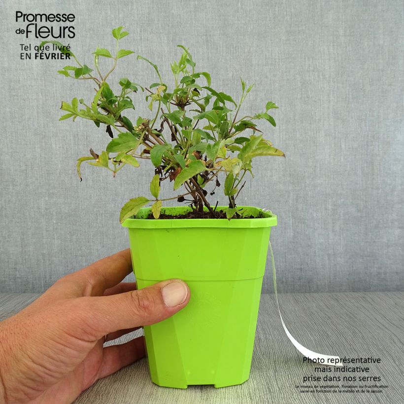Exemplar von Clematis tangutica Little Lemons - Gold-Waldrebe Topf mit 1L/1,5L wie im Herbst geliefert