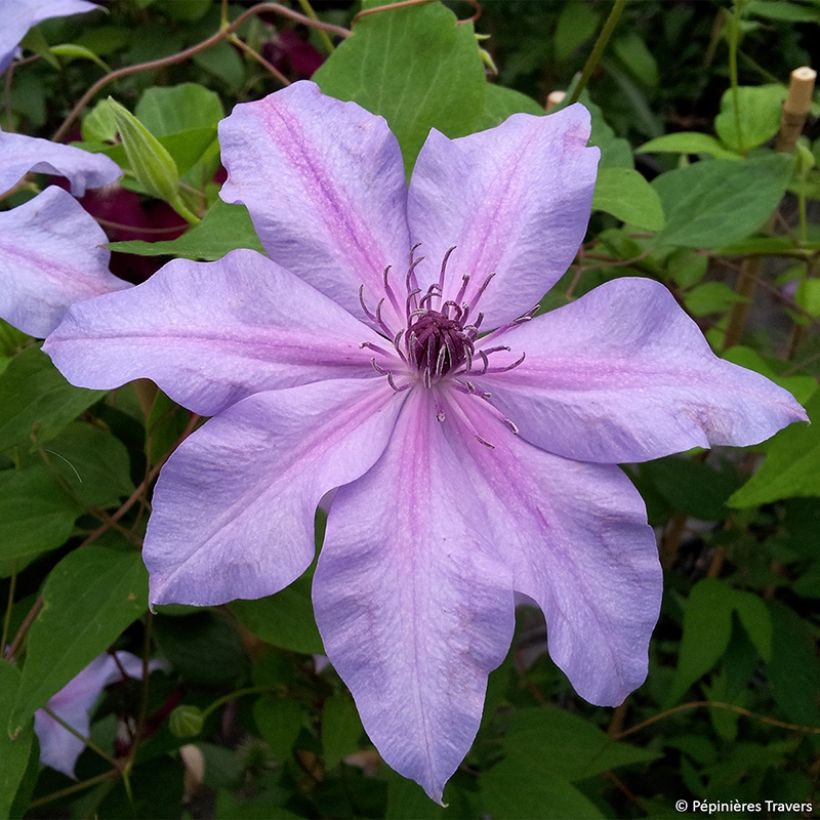 Waldrebe Moonflet Evipo046 - Clematis (Blüte)