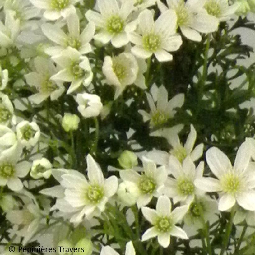 Waldrebe Tai Yang - Clematis (Blüte)
