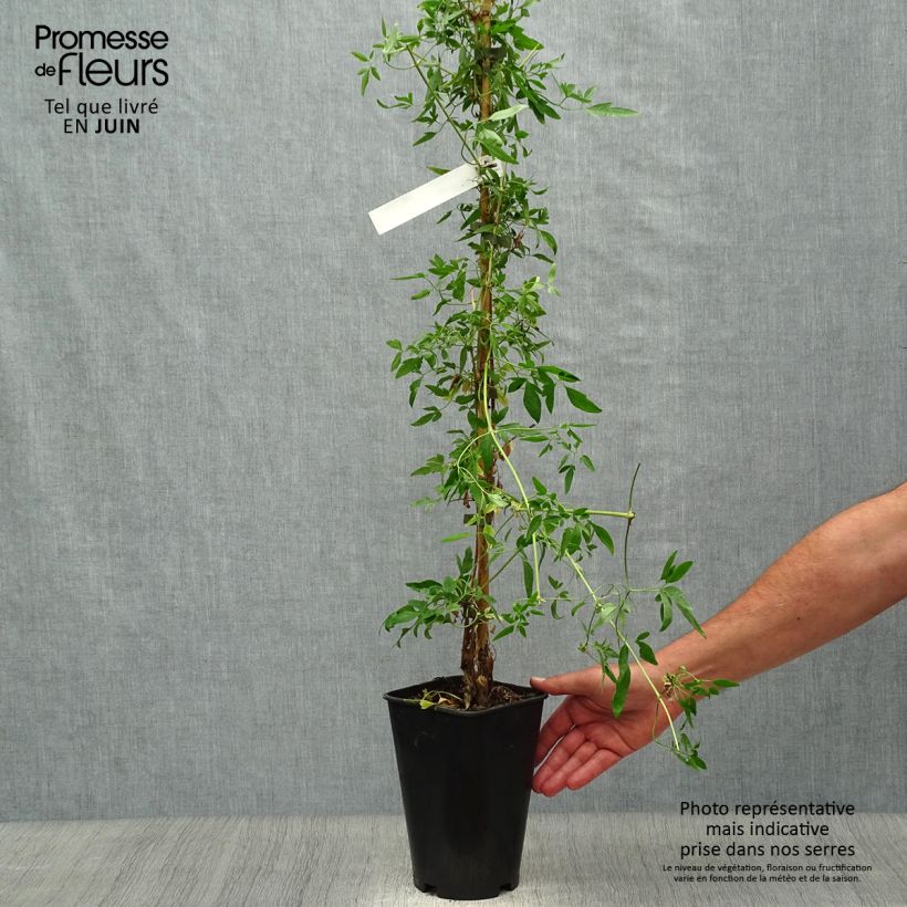 Exemplar von Clematis napaulensis Christmas Surprise - Waldrebe Topf mit 2L/3L wie im Sommer geliefert