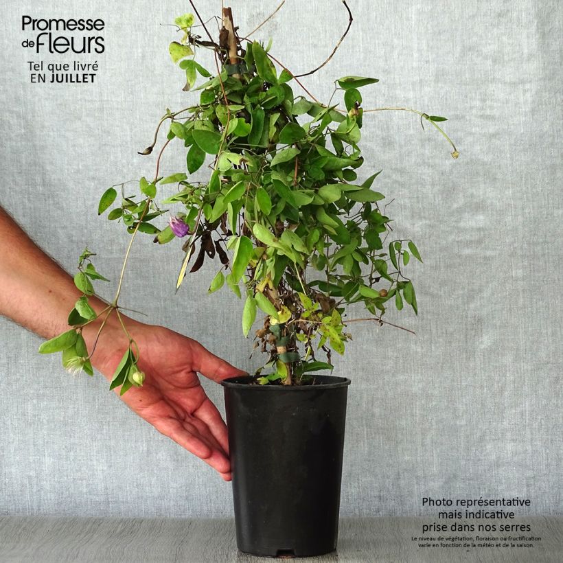 Exemplar von Waldrebe Annabella - Clematis Topf mit 2L/3L wie im Sommer geliefert