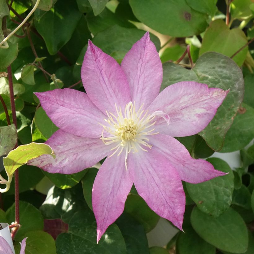 Waldrebe Asao - Clematis (Blüte)