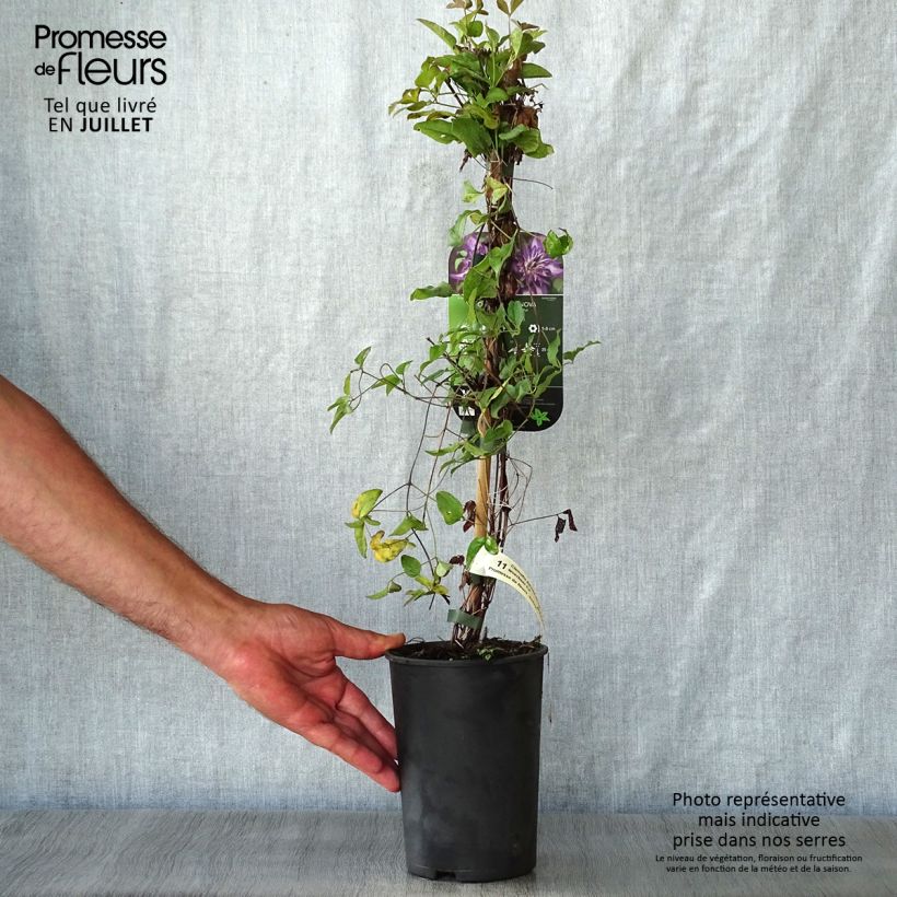 Exemplar von Clematis viticella Astra nova - Waldrebe Topf mit 2L/3L wie im Sommer geliefert
