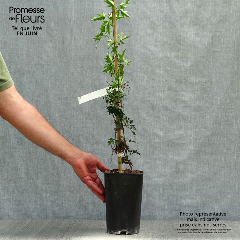 Exemplar von Waldrebe Avalanche - Clematis Topf mit 2L/3L wie im Sommer geliefert