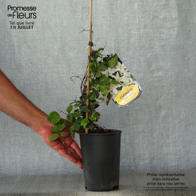 Exemplar von Clematis integrifolia Baby Star - Stauden-Waldrebe Topf mit 2L/3L wie im Sommer geliefert