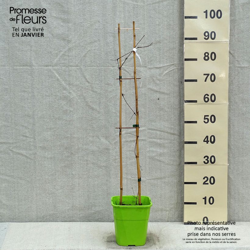 Exemplar von Waldrebe Barbara Harrington - Clematis Topf mit 3L/4L wie im Winter geliefert