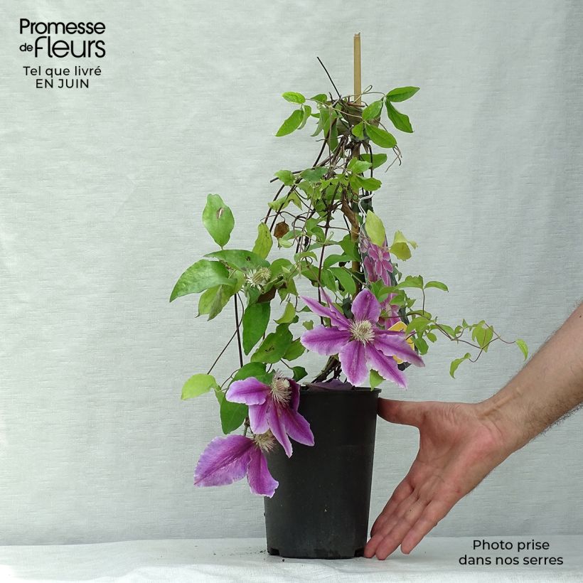 Exemplar von Waldrebe Docteur Ruppel - Clematis Topf mit 2L/3L wie im Sommer geliefert