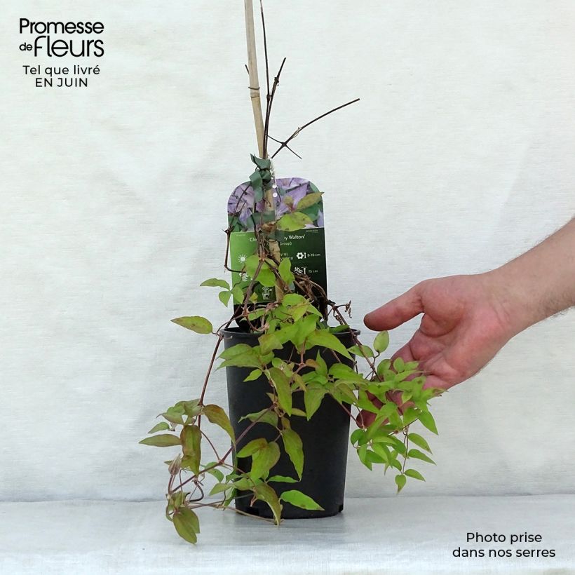 Exemplar von Waldrebe Dorothy Walton - Clematis Topf mit 1,5L/2L wie im Sommer geliefert