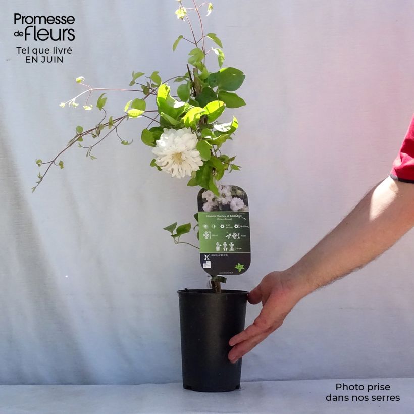 Exemplar von Waldrebe Duchess of Edinburgh - Clematis Topf mit 2L/3L wie im Sommer geliefert
