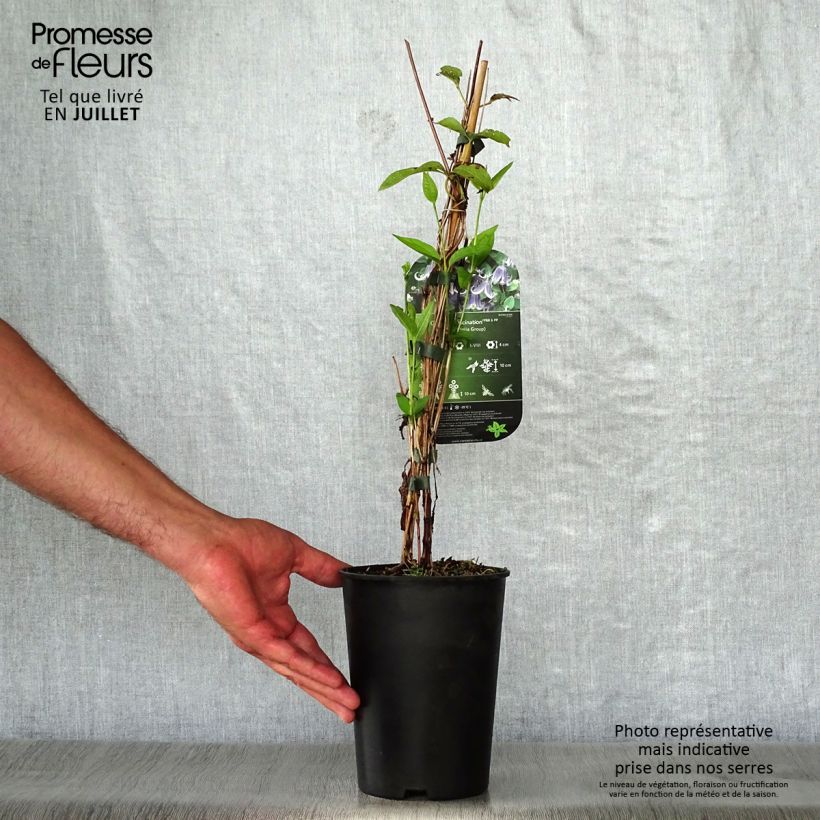 Exemplar von Waldrebe Fascination - Clematis Topf mit 2L/3L wie im Sommer geliefert