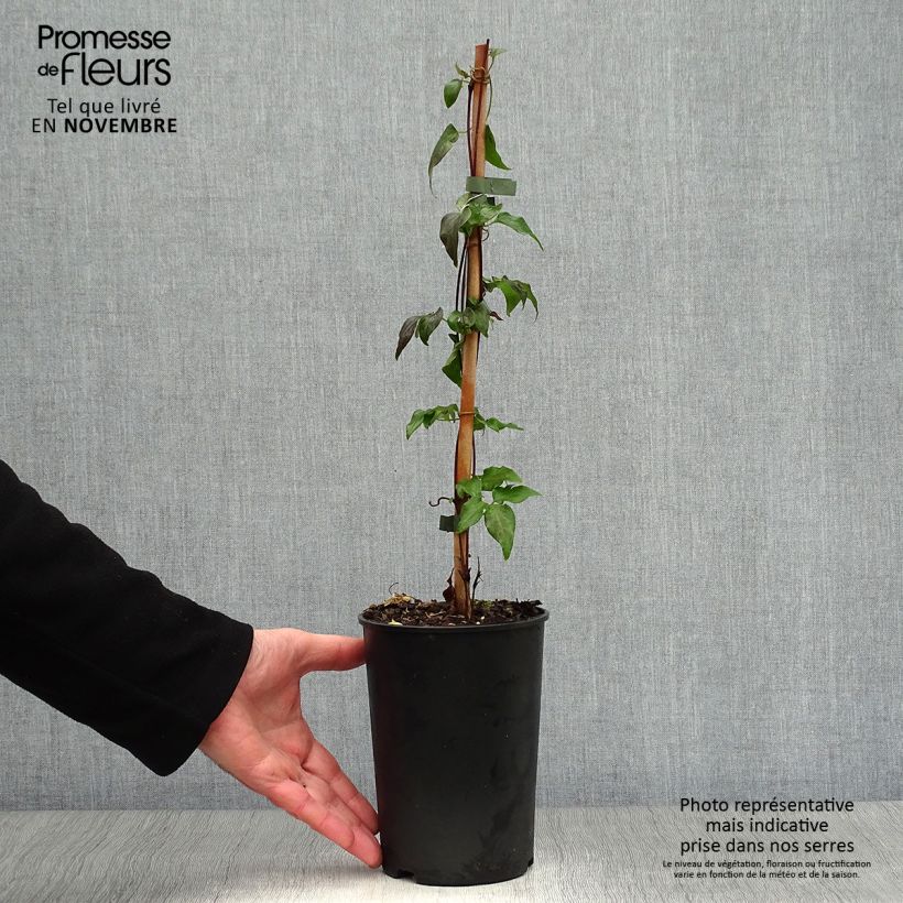 Exemplar von Clematis florida Fond Memories - Waldrebe Topf mit 2L/3L wie im Herbst geliefert