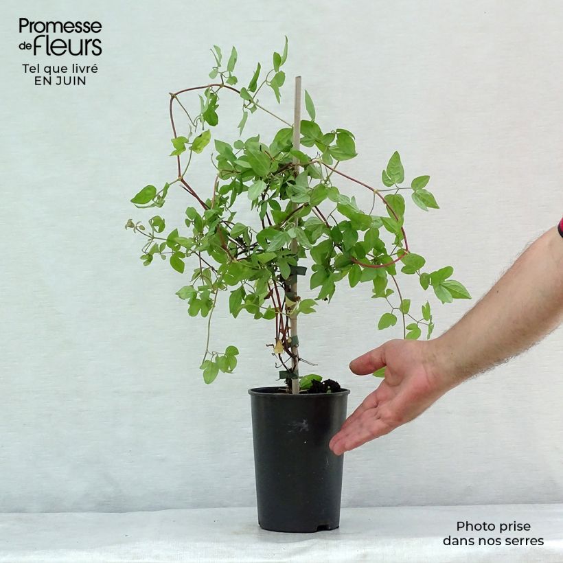 Exemplar von Clematis jackmanii Forever Friends - Waldrebe Topf mit 2L/3L wie im Sommer geliefert