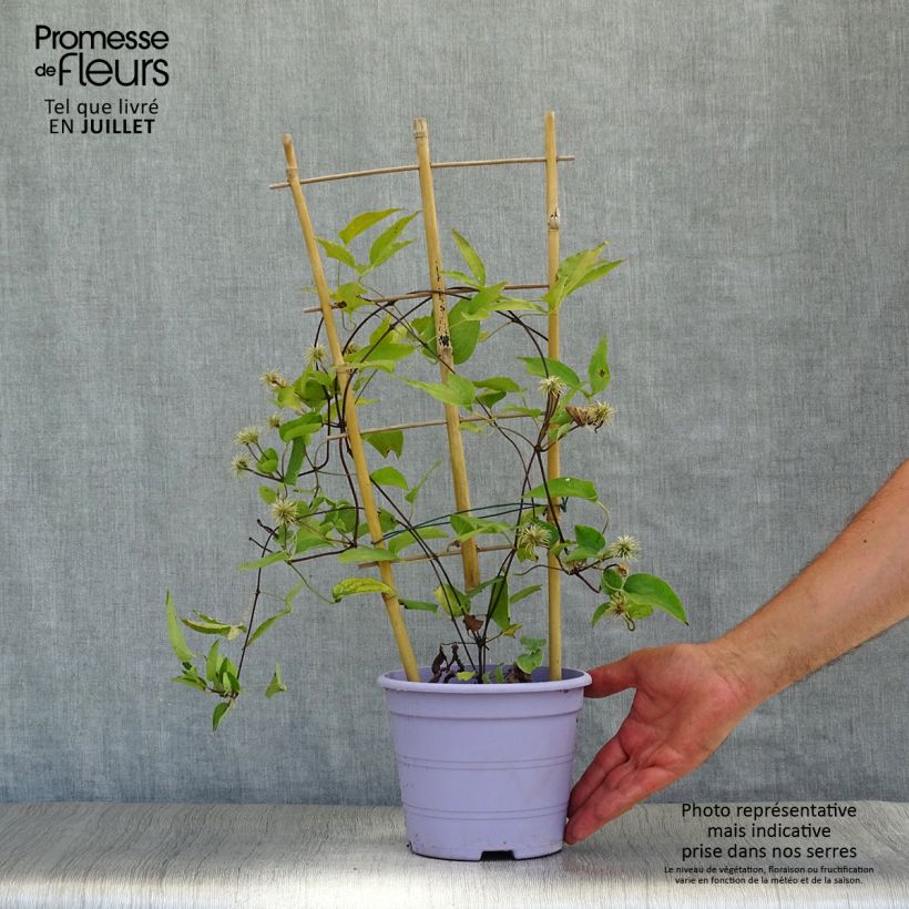 Exemplar von Waldrebe Guiding Promise - Clematis Topf mit 2L/3L wie im Sommer geliefert
