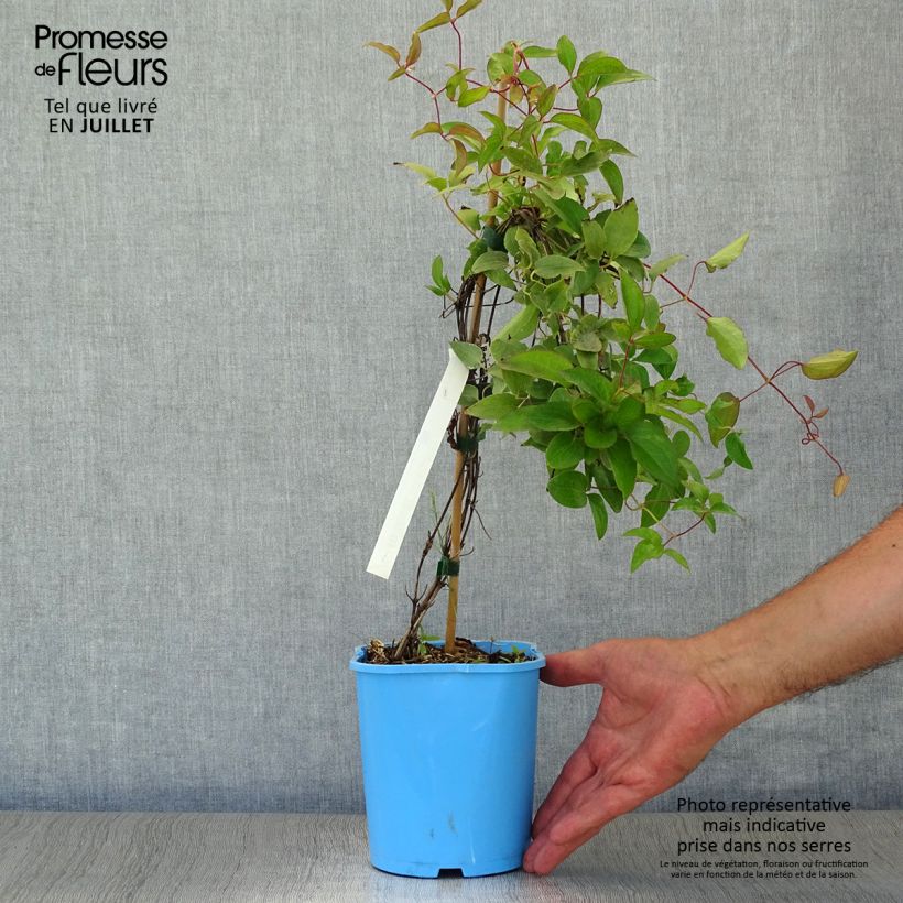 Exemplar von Waldrebe H. F. Young - Clematis Topf mit 1,5L/2L wie im Sommer geliefert