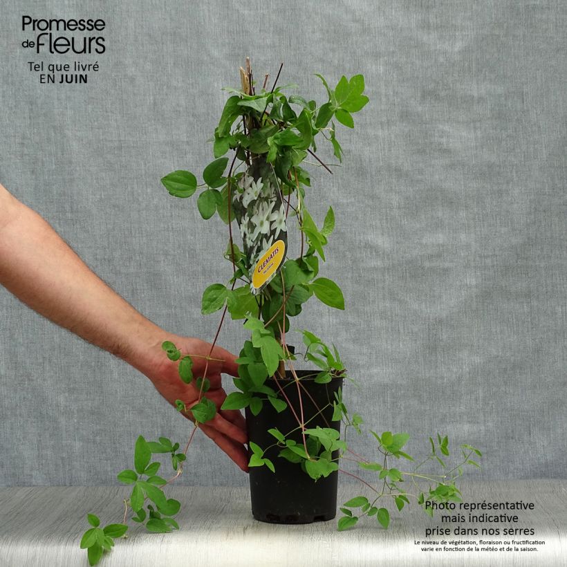 Exemplar von Waldrebe Huldine - Clematis Topf mit 2L/3L wie im Sommer geliefert
