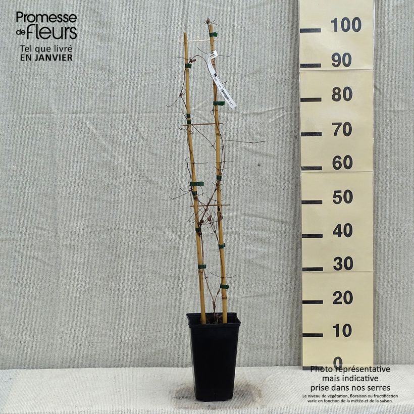 Exemplar von Waldrebe Jan Pawel II - Clematis Topf mit 2L/3L wie im Winter geliefert