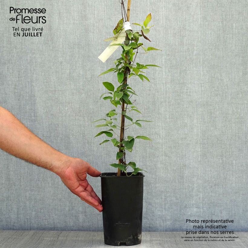 Exemplar von Waldrebe Joséphine - Clematis Topf mit 2L/3L wie im Sommer geliefert