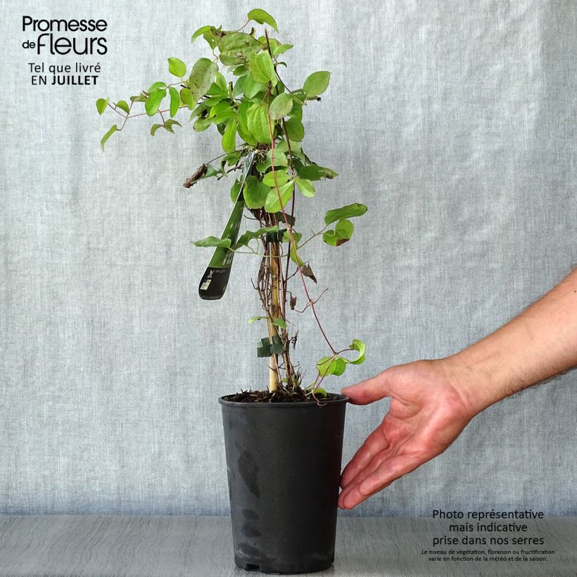 Exemplar von Waldrebe Kiri Te Kanawa - Clematis Topf mit 2L/3L wie im Sommer geliefert