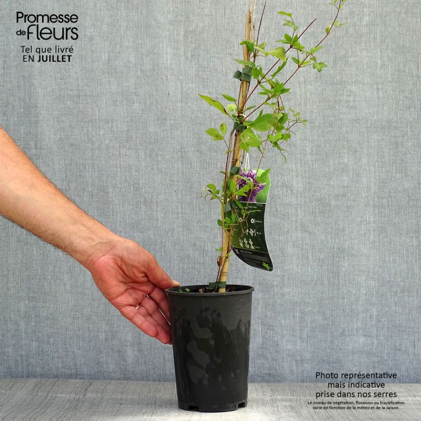 Exemplar von Waldrebe Kokonoe - Clematis Topf mit 2L/3L wie im Sommer geliefert