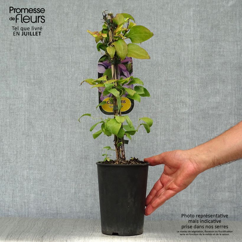 Exemplar von Waldrebe Lawsoniana - Clematis Topf mit 1,5L/2L wie im Sommer geliefert
