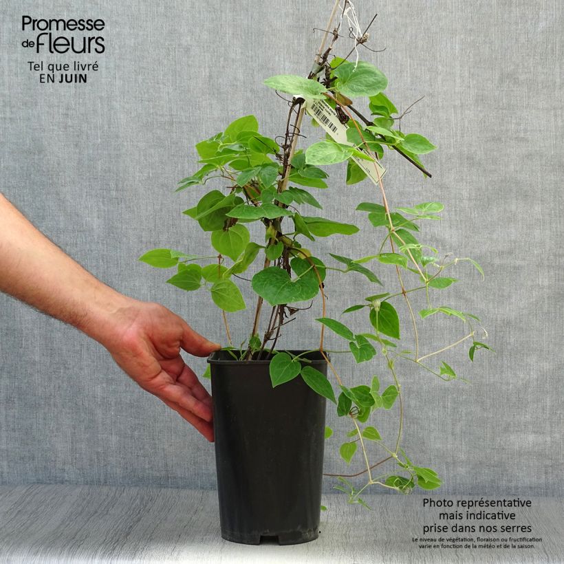 Exemplar von Waldrebe Maria Skłodowska Curie - Clematis Topf mit 2L/3L wie im Sommer geliefert