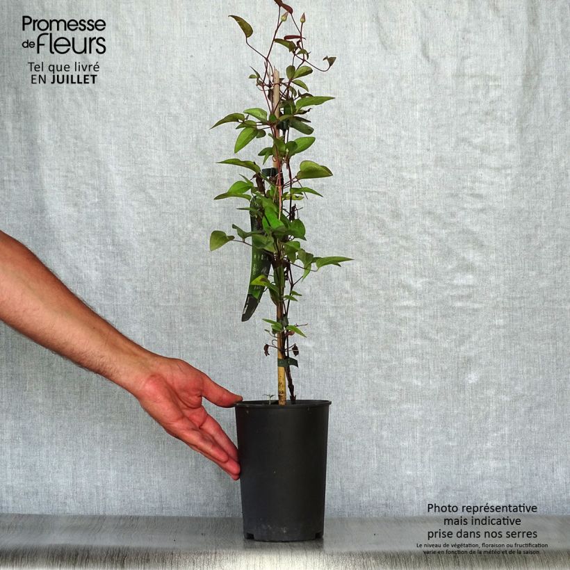 Exemplar von Waldrebe Multi Blue - Clematis Topf mit 2L/3L wie im Sommer geliefert